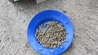 EXPERIMENT MAKING PELLETS FROM LOLLIPOPS