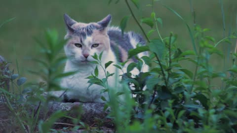 Sleeping beauty Cat