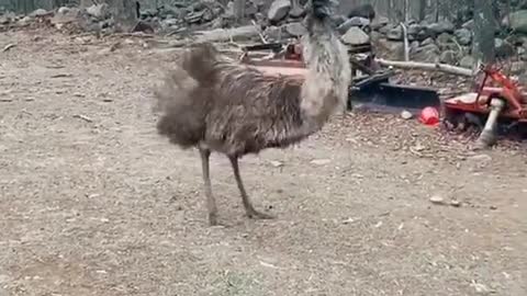dance #wowypucanrllydance #emu