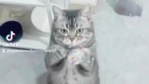 Funny cute cats