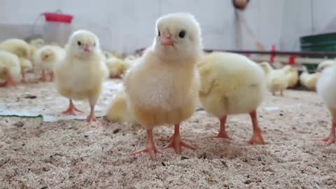 Most Beautiful Chickens In The World || Natural and Wildlife ||