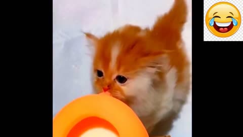 Baby Animals' Compilation of Heartwarming Moments Funny Animals Video 2023