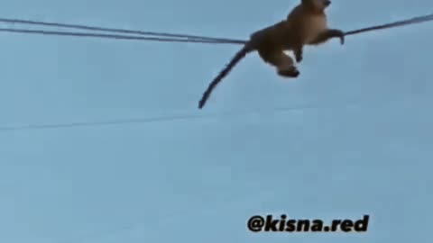 Monkey slip wire