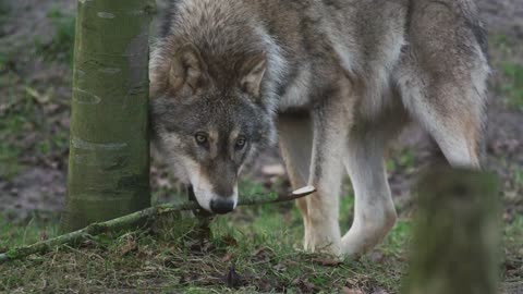 Wolf Stick