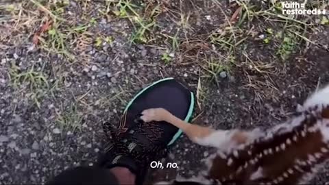 baby deer asking to be rescued