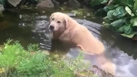 Chonky boy relaxing (ig