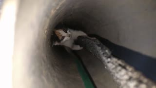 Human Hero Saves Kitten Stuck In A Pipe