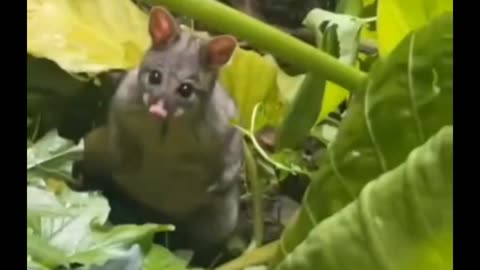 A Possum Appearing Out Of Nowhere