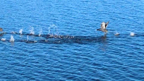 American Coots on the water | Florida, 1.29.24