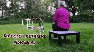 DMWYD novice trick showcase video Douglas Bullterrier age 2, do more with your dog