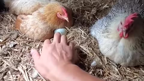 Stealing eggs is dangerous!