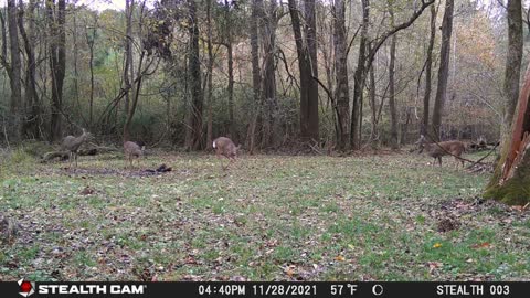 Deer Along Bells Bayou