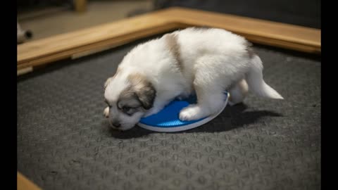 Great Pyrenees Pups Day 26 - The Wobble Board