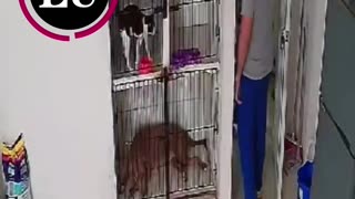 Video: Usó a un perro para atracar veterinaria en El Prado: luego lo abandonó