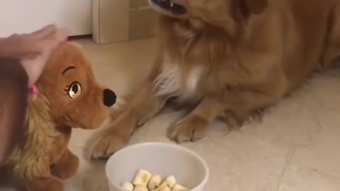 Dog Angry Food