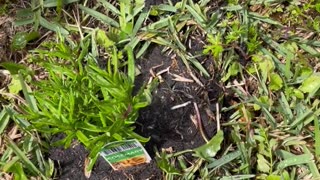 Our Little Corner Garden Getting Started - Hearty Herbs Are IN! (Sorry, It's WINDY!)