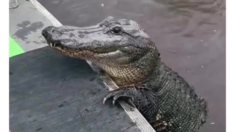 How a crocodile comes and eats the chicken and goes away