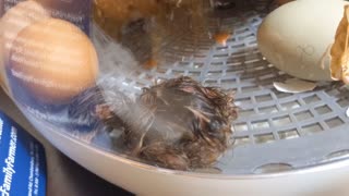 Baby chick hatching