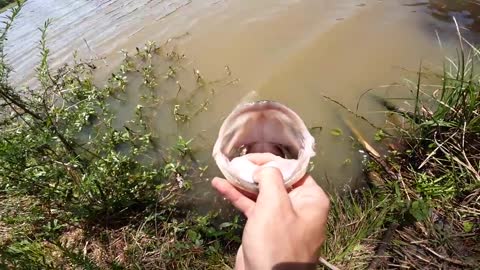 I've NEVER Seen This Many GIANT Bass in a POND! (Bank Fishing)