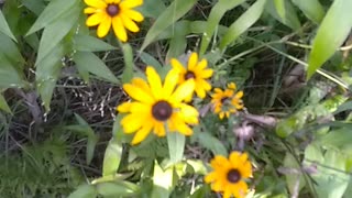 Black-eyed Susans