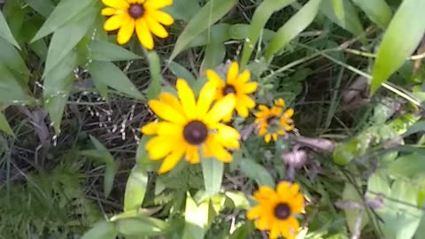 Black-eyed Susans