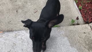 I want someone to look at me the way this Dachshund looks at her toy