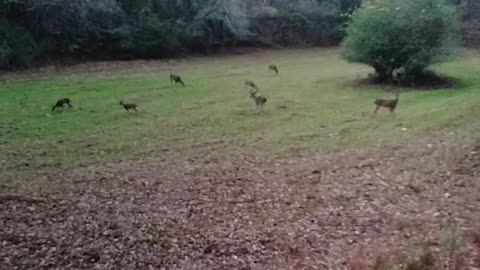 Amazing deer hunting in eutaw Alabama