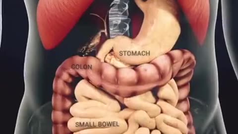 Digestive process