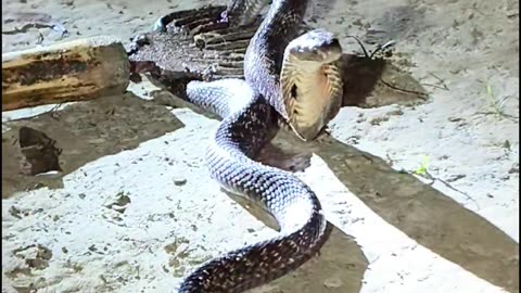 king cobra snake | Biggest king cobra🔥🥵😤😱😭#kingcobra #shorts #shortvideo #viral #snake