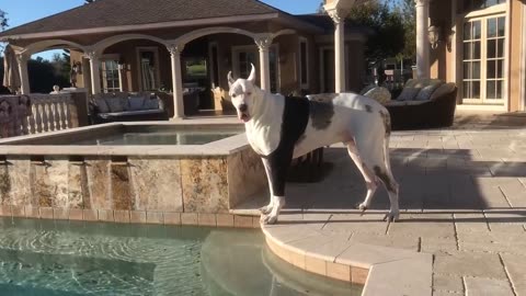 200lb Great Dane delicately has a drink out of the pool