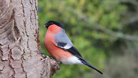 Bullfinch