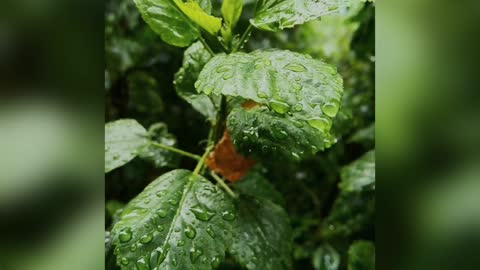 Rain sound with soothing music