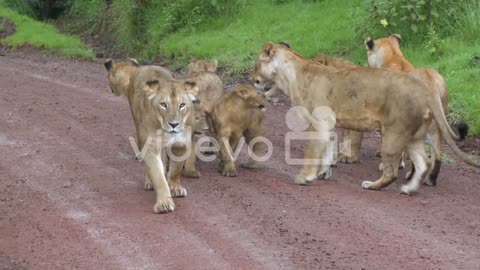 A brood of lions walks along a road in Africa