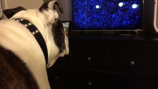 English Bulldog deeply intrigued by children's movie