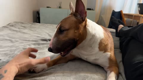Mini Bull Terrier play the arm. Dog game. Bull Terrier is playing.