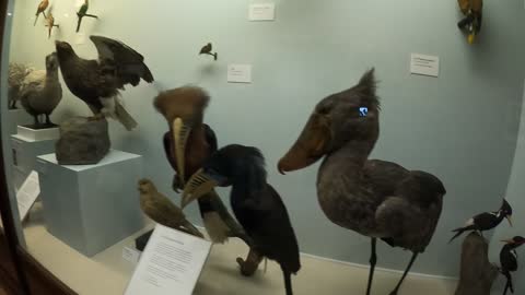 Dodo birds. Natural history museum London. 7th Nov 2022