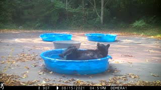 Adorable Bear Having a Good Scratch in the Pool