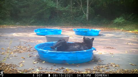 Adorable Bear Having a Good Scratch in the Pool