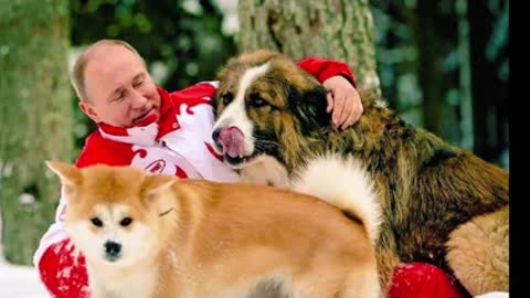 7 Dogs of Vladimir Putin