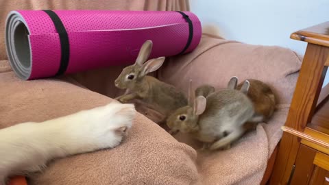 Baby Bunnies Surprise the Golden Retriever with their Play