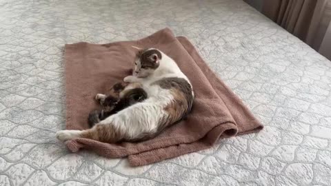 German Shepherd Puppy Meets Mom Cat with Newborn Kittens for the First Time