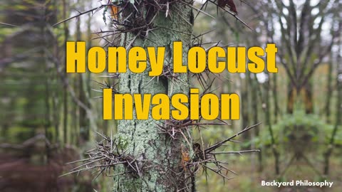 Honey Locust ... A Plant Invasion !!!