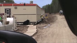 Fake Bear Attack Sends Construction Worker Running Head Over Heels