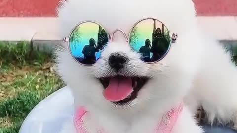 Funny and Cute Pomeranian cute dog