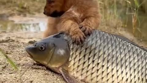 Dog and Fish - What Love - Tinder Types 🙄 - Cute Animal Videos