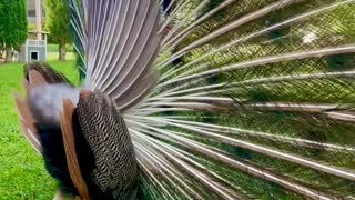 The Backside of a Magnificent Peacock's Mating Display
