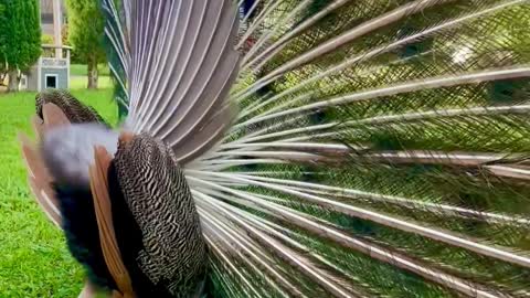 The Backside of a Magnificent Peacock's Mating Display