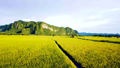 Cinematic Look Paddy Field | Footage Video FHD