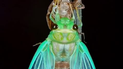 "Metamorphosis Magic: The Remarkable Transformation Journey of the Enigmatic Cicada Insect"