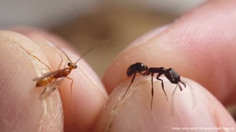 Flying Ants Up-Close & in Slow Motion